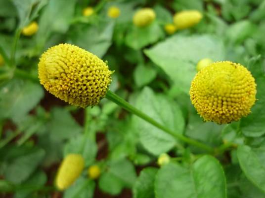 金钮扣（菊科金钮扣属植物）_百度百科
