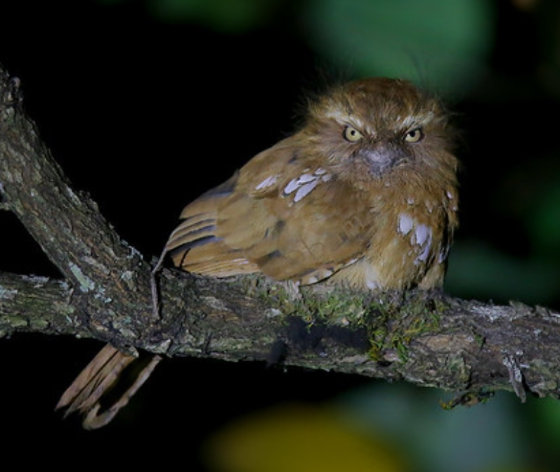 m5ktn">黑顶蛙口夜鹰(学名: i>batrachostomus hodgsoni /i>):夜鹰目