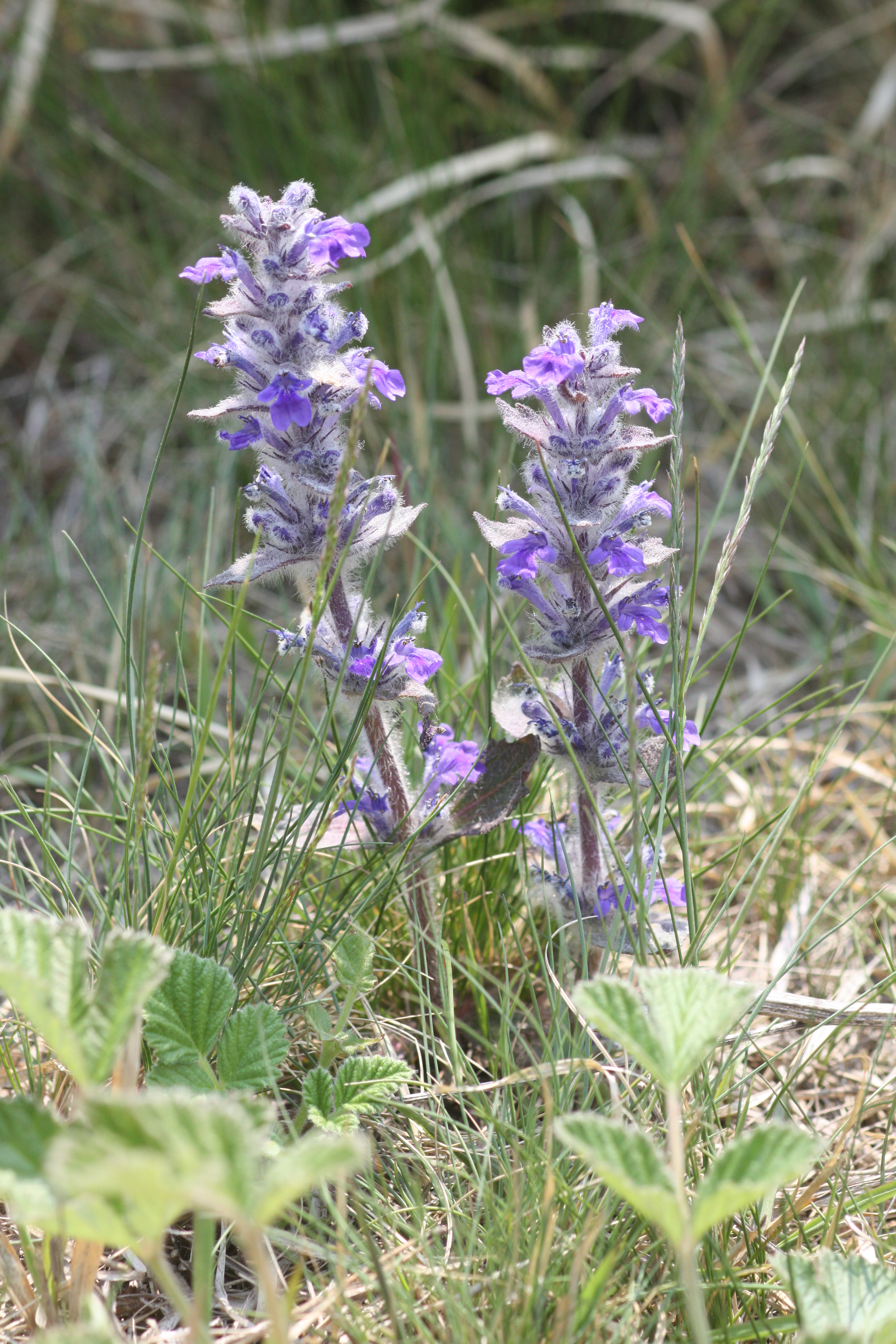  p data-id="tbthlrkorjon">多花筋骨草( i>ajuga multiflora /i>