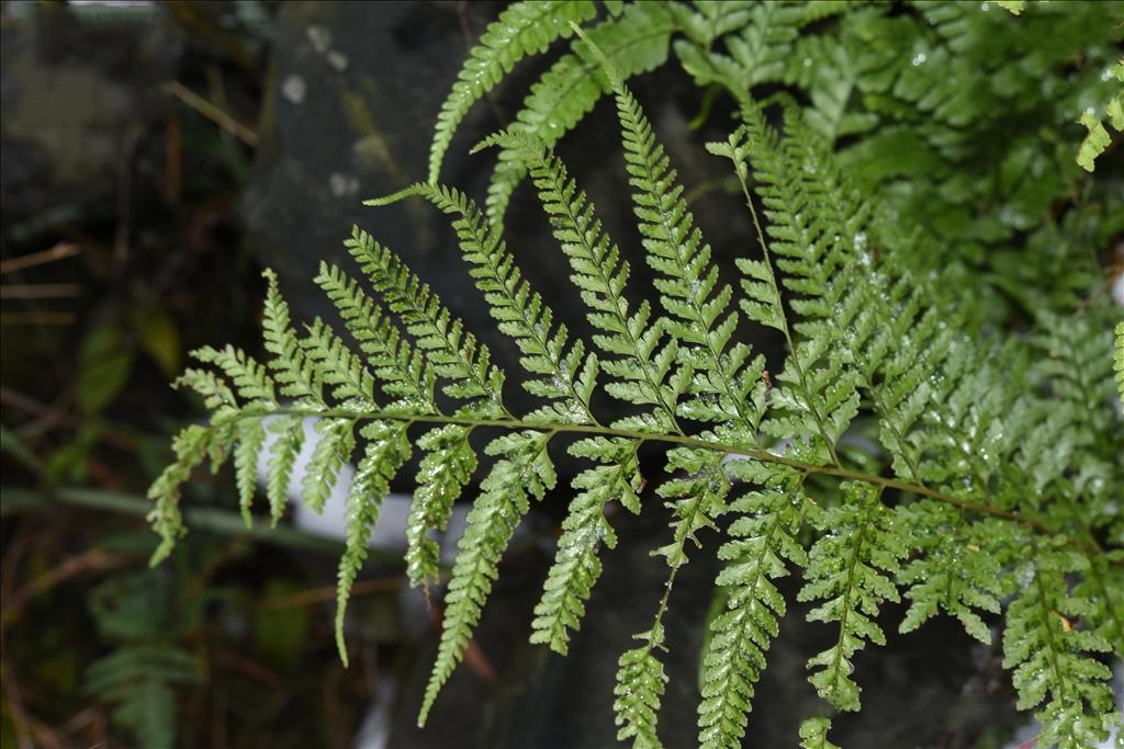  p>中华鳞盖蕨(学名: i>microlepia sinostrigosa /i> ching)是姬蕨科