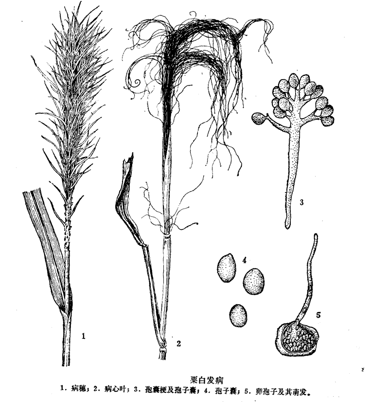 粟(谷子)白发病