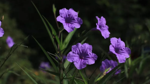 从山中来的蓝花草 百科ta说