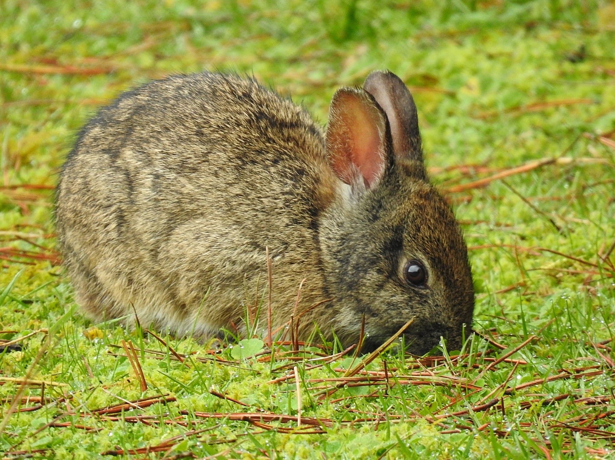  p>安第斯棉尾兔(学名: i>sylvilagus andinus /i>):兔科,棉尾兔属的