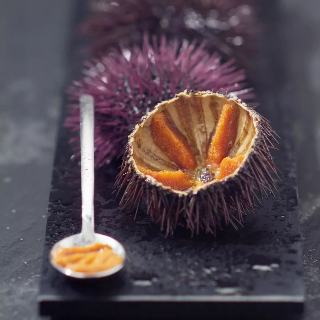 为什么海胆走路要 屁股 朝天 百科ta说