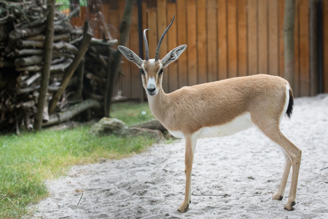  p>细角瞪羚(学名: i>gazella leptoceros /i>):是偶蹄目,牛科,瞪羚属