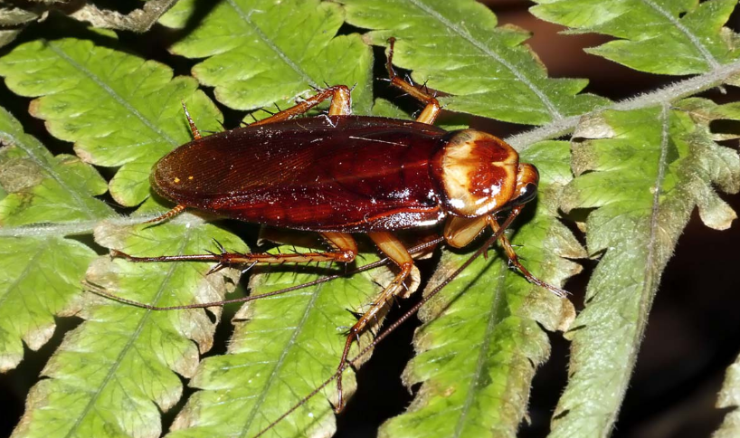 id="go0imlcgqr">美洲大蠊( i>periplaneta americana /i>)是蜚蠊科