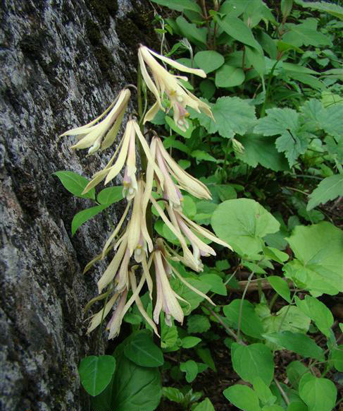 dichanthelium acuminatum (swartz) gould et clarke