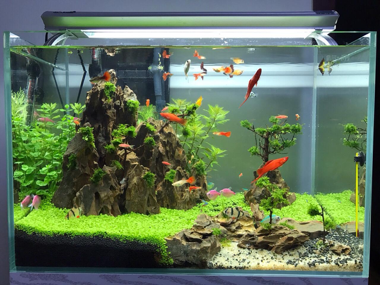 草缸是一种鱼缸,一般用于造景,里面有各种<