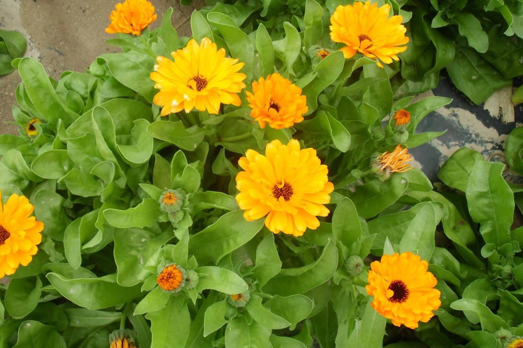  p data-id="gn7apm54zd">腺毛萎软紫菀(aster flaccidus bge. subsp.