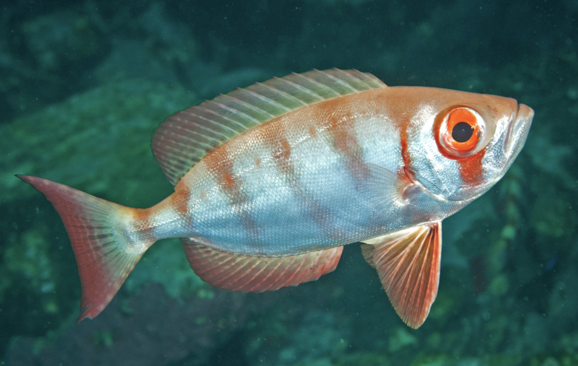 data-lemmaid="7591734">大眼鲷科 /a>下鱼类,体略高,侧扁,呈长卵圆形