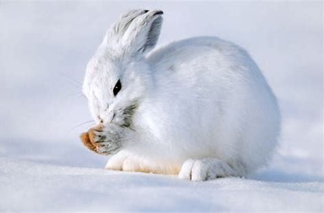 会变色的兔子：雪兔的人文历史_百科TA说
