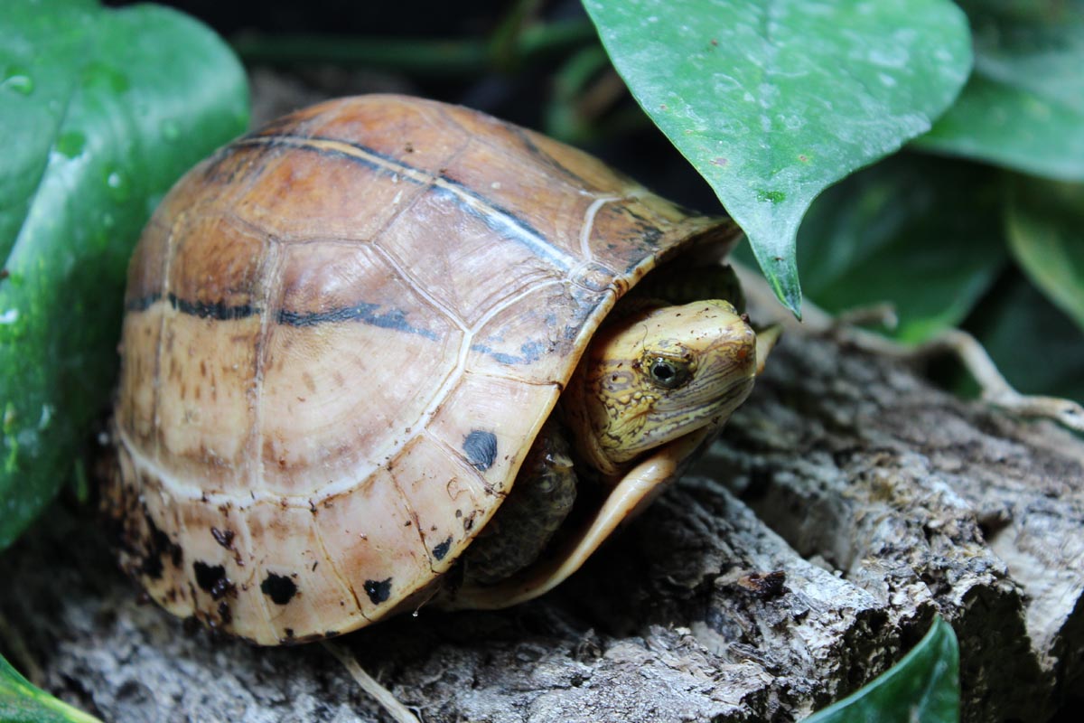  p>图纹闭壳龟(学名: i>cuora picturata /i>)是龟科,闭壳龟属爬行纲