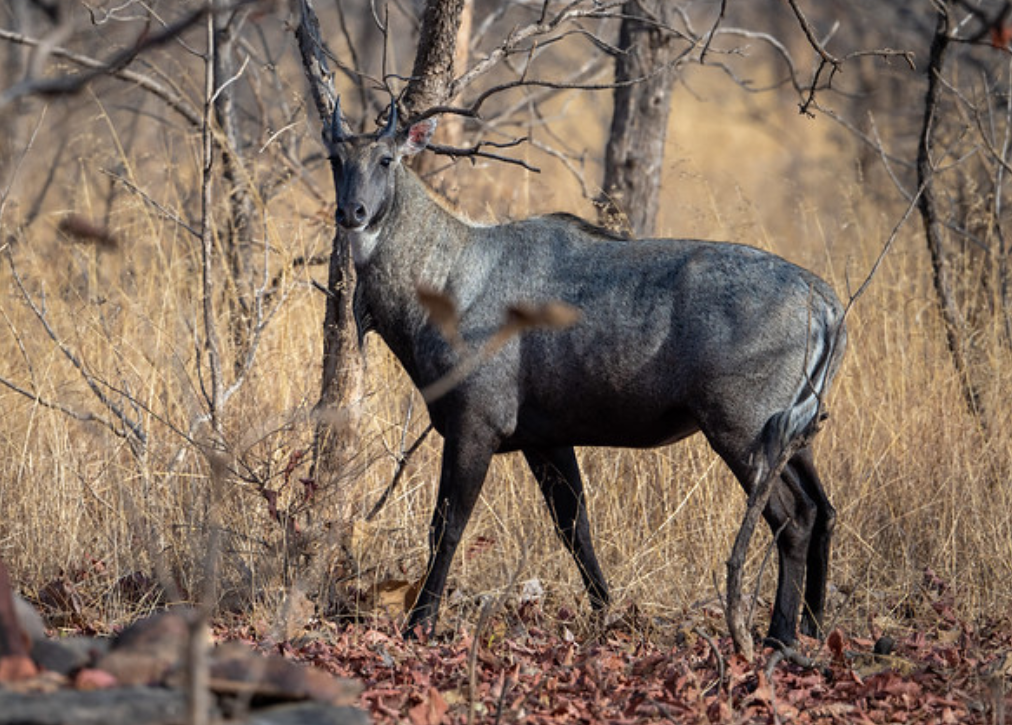  p>大蓝羚(学名: i>boselaphus tragocamelus /i>):是偶蹄目,牛科,蓝