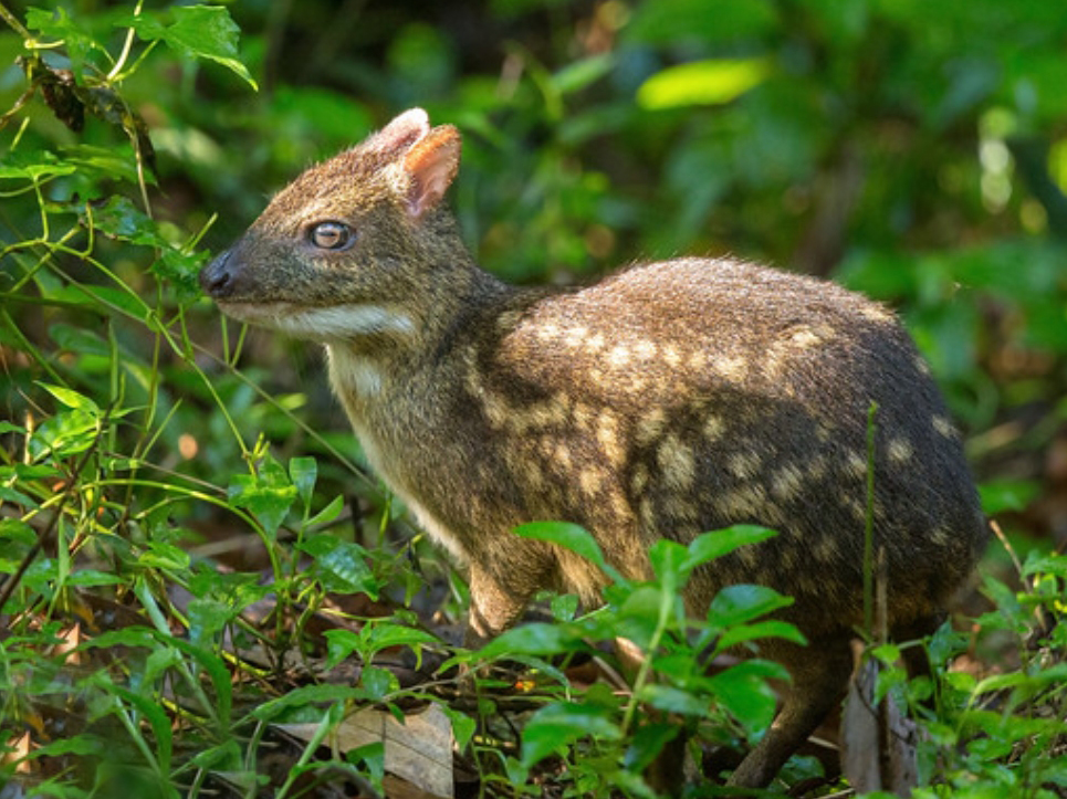 white-spotted chevrotain