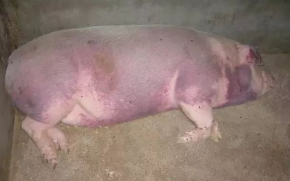 急性型呈败血症症状,亚急性型在皮肤上出现紫红色疹块,慢性型为非化脓