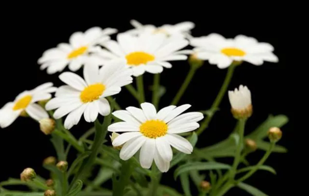 原来丹麦的国花是木茼蒿 百科ta说