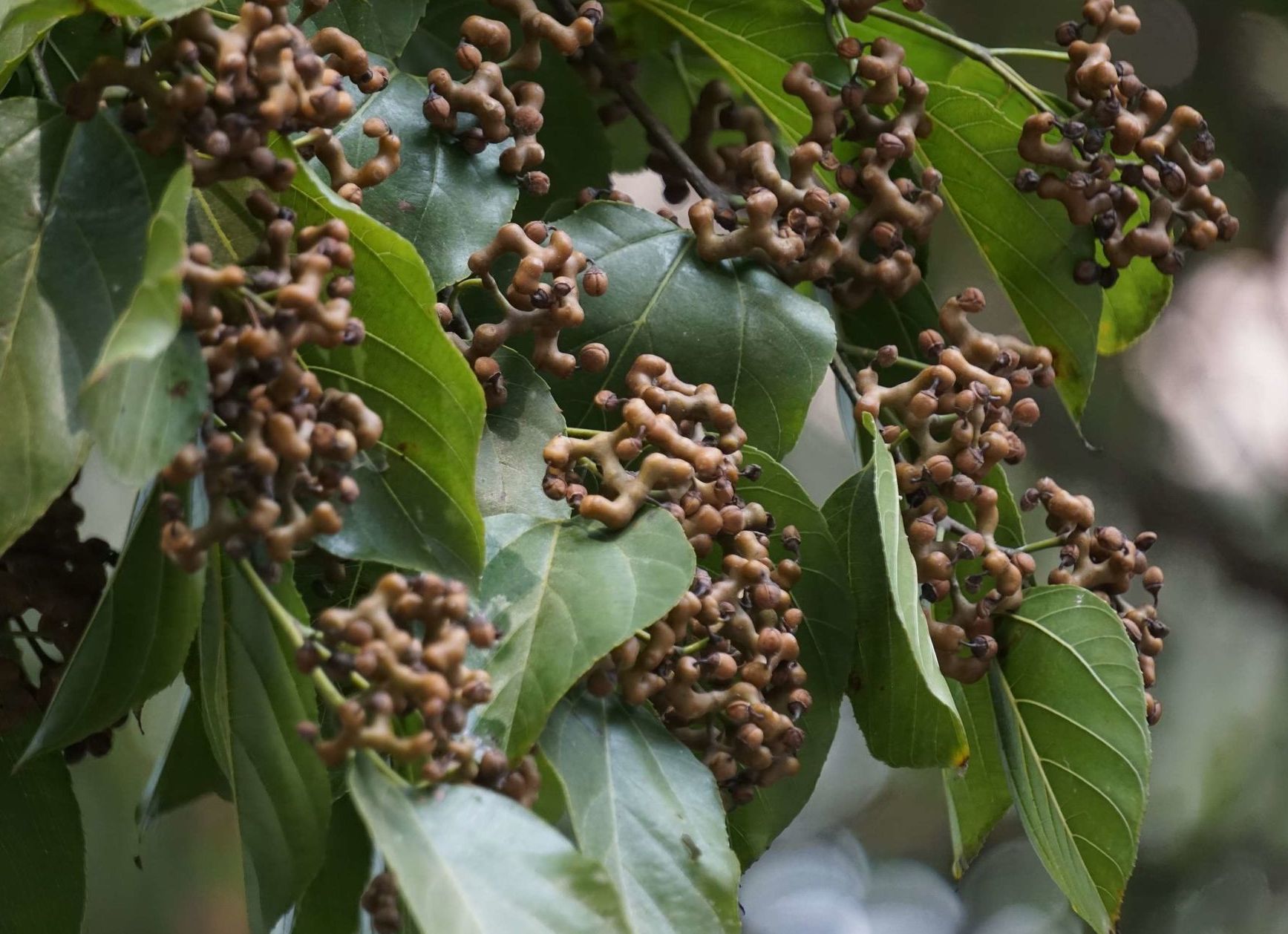 鼠李科枳椇属高大 a target="_blank" href="/item/乔木/33239" data