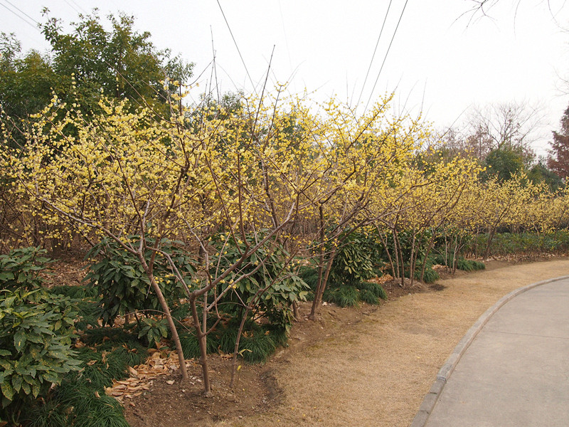 sweet,中文别名:金梅, a target="_blank" href="/item/腊梅/320647"