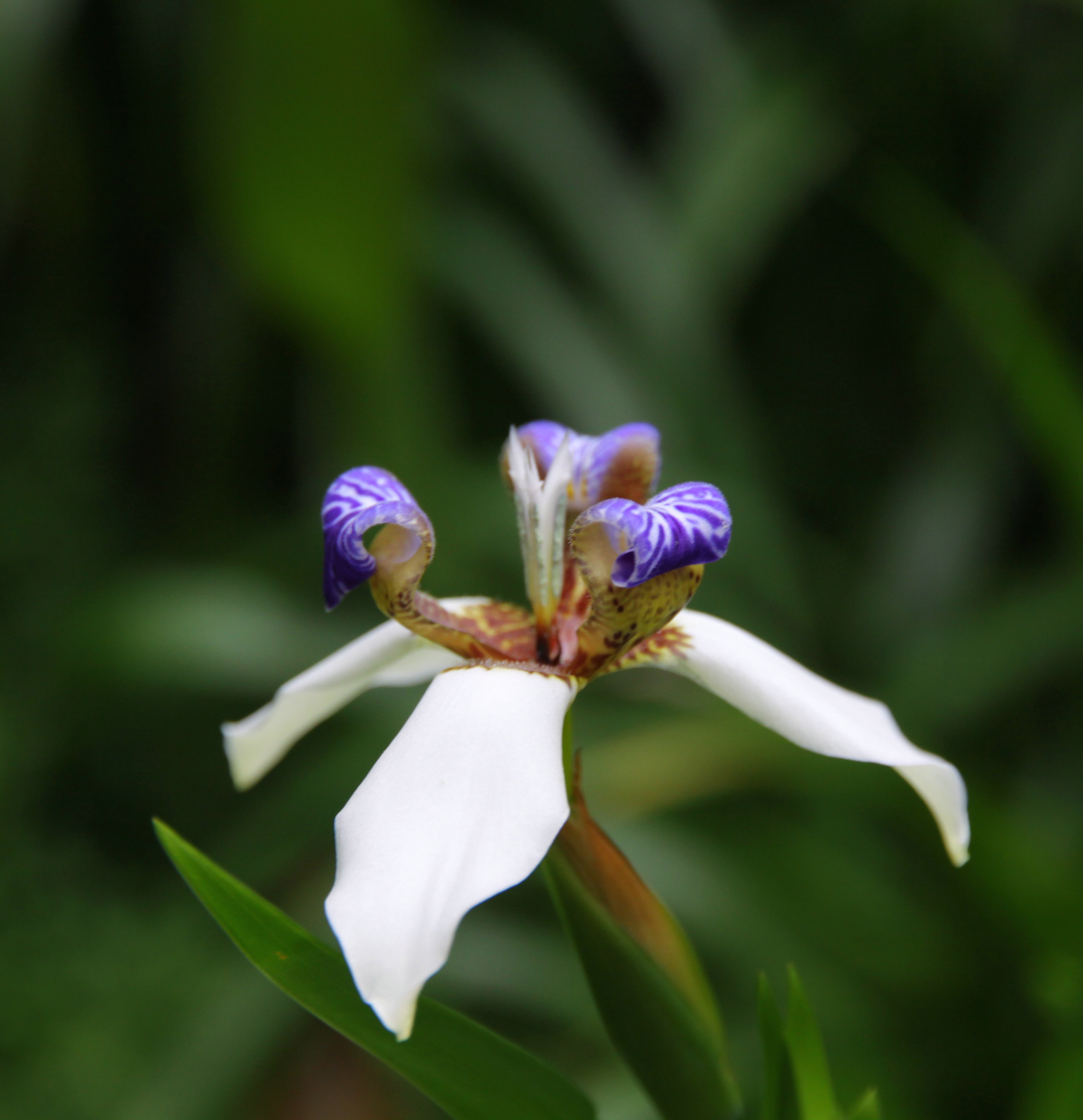  p data-id="tiayta3hmews">凭祥鸢尾兰( i>obe