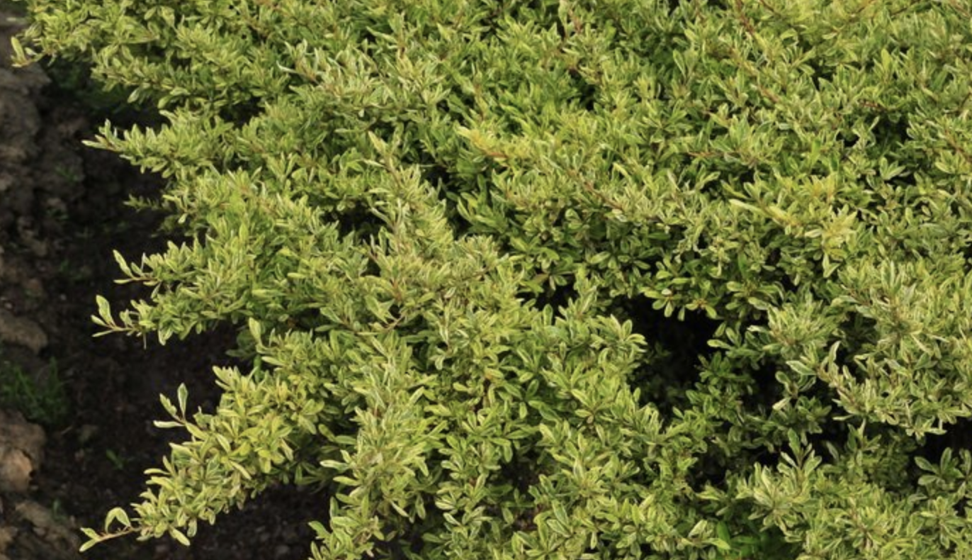 小丑火棘叶卵形,叶片有乳白色斑纹,冬季叶片粉红色;花白色;红色的小