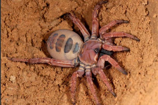 m">川七纺蛛是 a target="_blank" href="/item/节板蛛科/13009637"