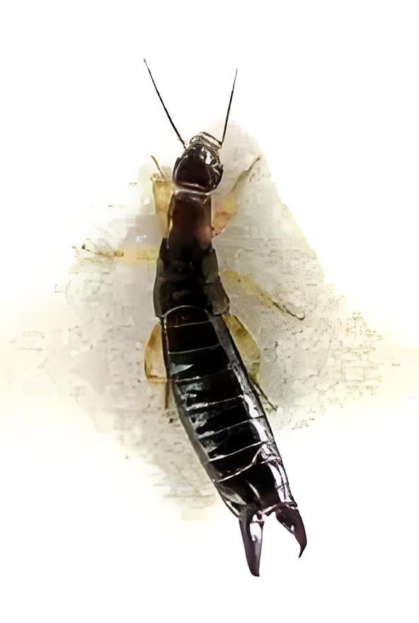亚椭圆隐缝虫