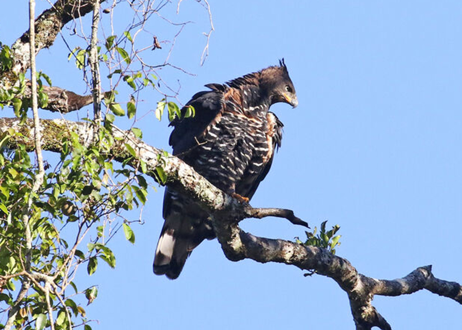  p>冠鹰雕(学名: i>stephanoaetus coronatus /i>):是鹰科,冠鹰雕属的