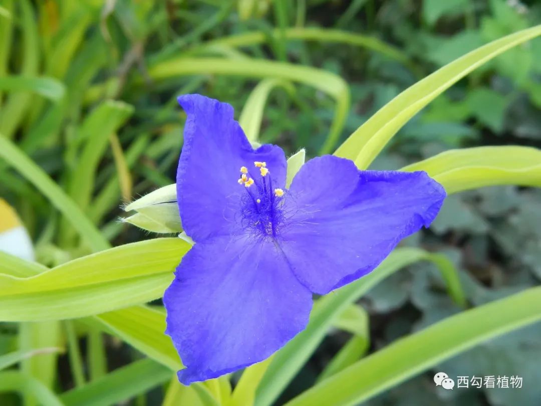 紫露草tradescantia Ohiensis 百科ta说