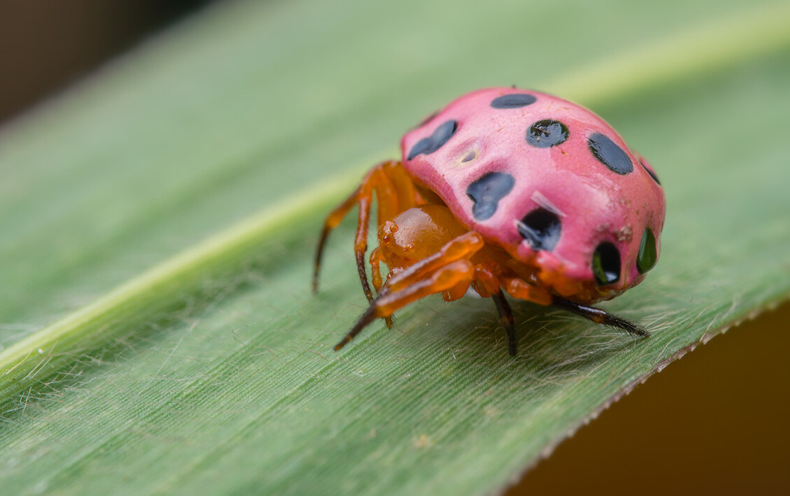  p data-id="gn3ugh1dhx">四突瓢蛛是一种动物