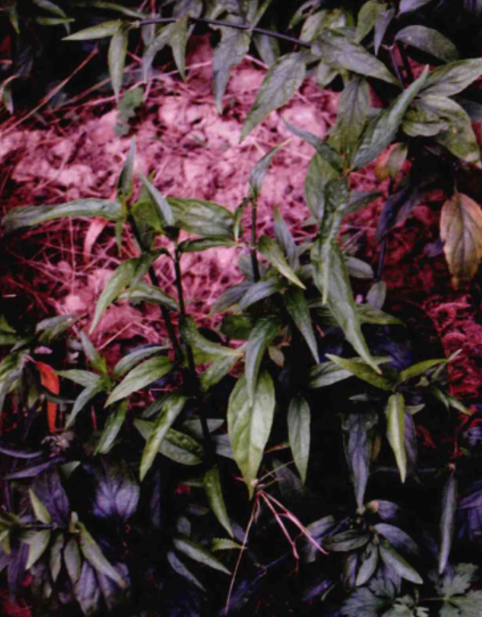 f.) lindau),爵床科鳄嘴花属草本植物.