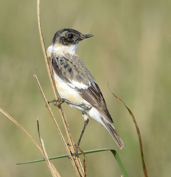 saxicola insignis