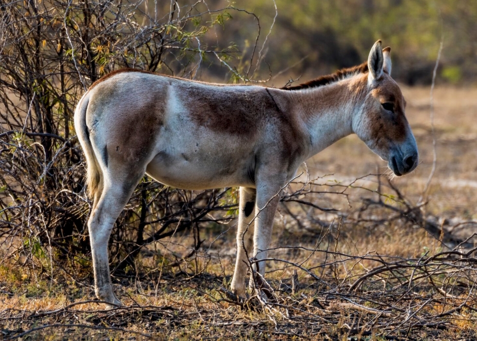 p>印度野驴( i>equus hemionus khur /i>):是马科,马属动物"亚洲野驴