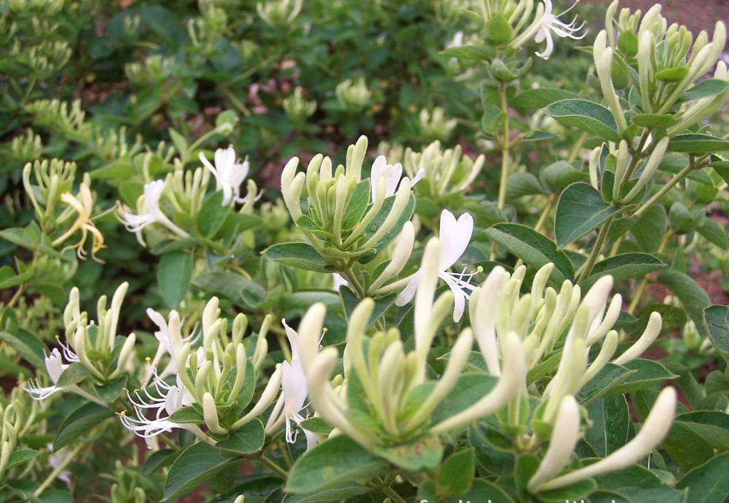 这9种植物 适合又冷有没有太阳的地方来养 养一盆陪你过冬 百科ta说