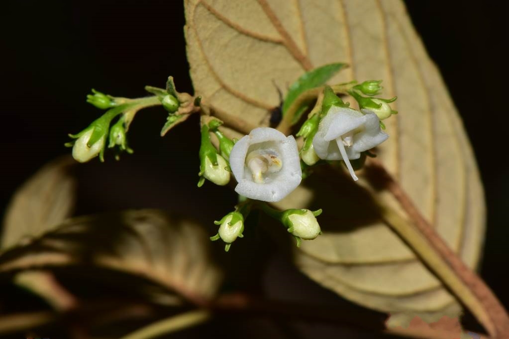  p>锥序蛛毛苣苔(学名: i>paraboea swinhoii /i> (hance) burtt)是苦