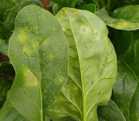  p>菠菜霜霉病是由粉霜霉侵染所引起的,发生在菠菜上的病害.