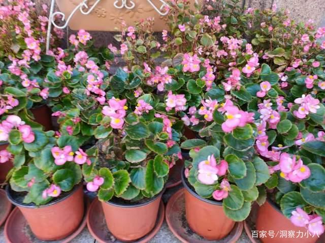 适合小阳台的 四季海棠 花蕾红艳似胭脂 淡香缕缕 馨满室 百科ta说