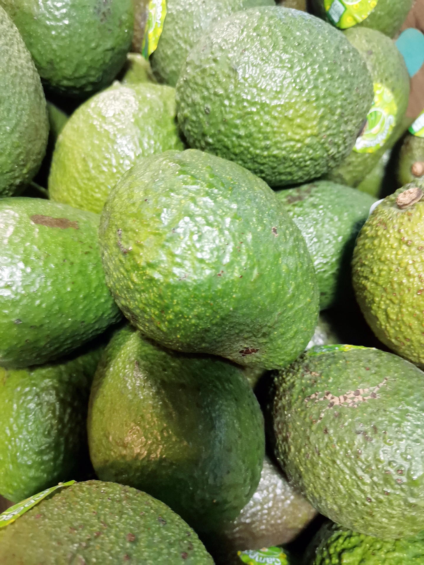 是樟科鳄梨属植物,常绿乔木,耐阴植物.