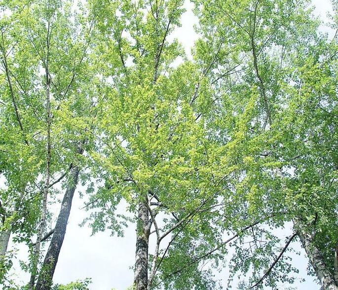 populus przewalskii maxim