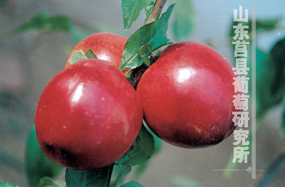 xiza">千年红,属于培育 a target="_blank" href="/item/植物/142914"