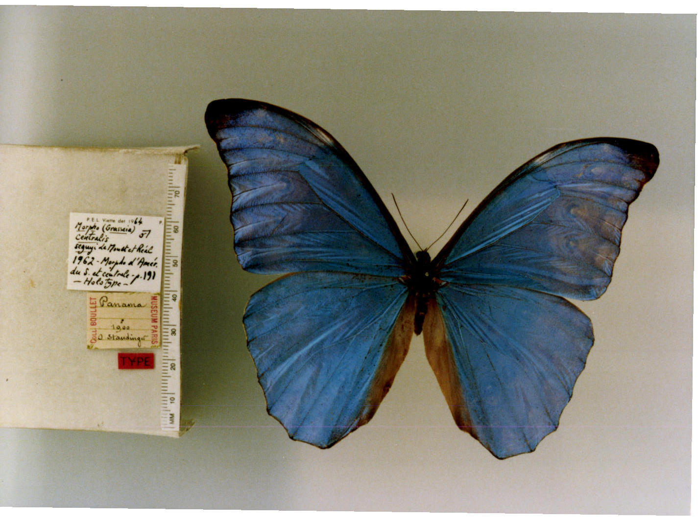morpho centralis