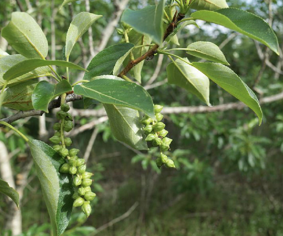  p>香杨(学名: i>populus koreana /i> rehd.)是杨柳科杨属植物.