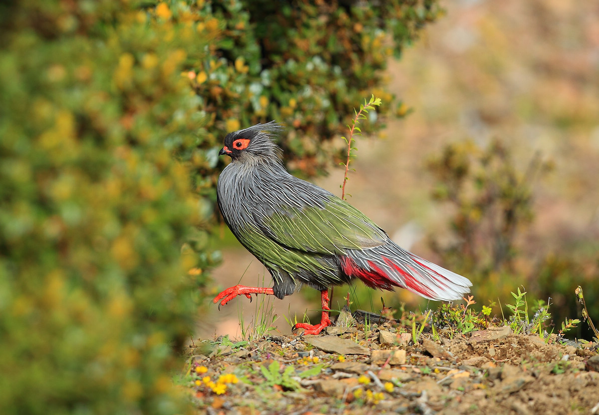  p>血雉(学名: i>ithaginis cruentus /i>)雉科血雉属鸟类,别名血鸡