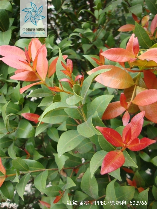  p>红鳞蒲桃(学名: i>syzygium hancei  /i>merr.