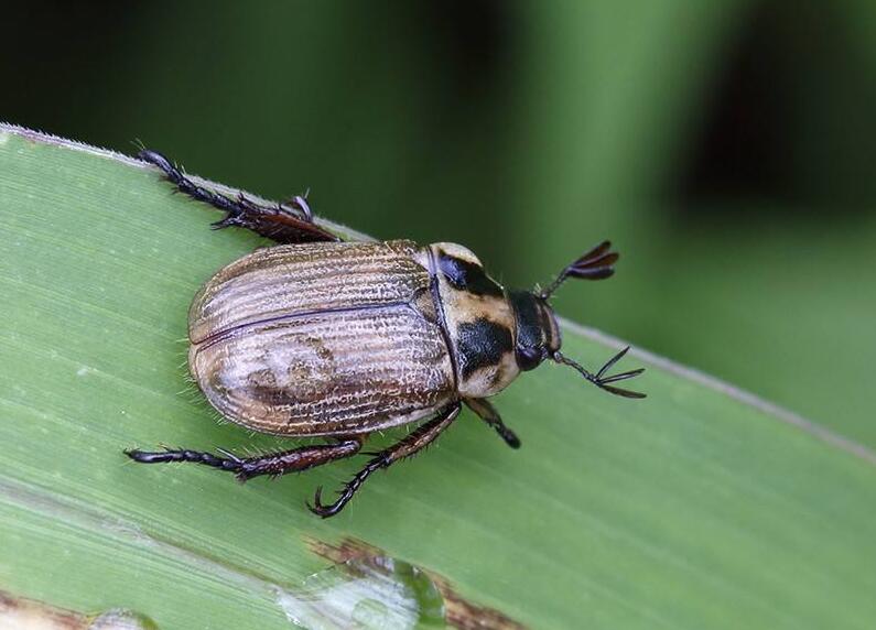 牡丹中华锯花天牛