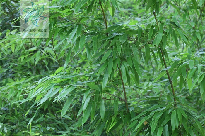 是属于禾本科箭竹属植物,英文名cnk-saobazhuqunti,主要用途为材用
