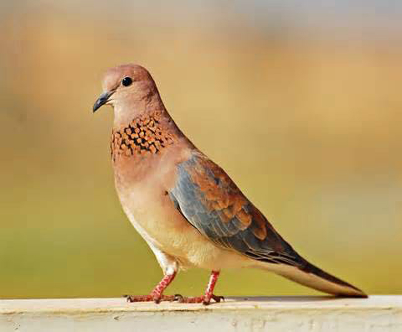  p>棕斑鸠(学名: i>spilopelia senegalensis /i>)是鸠鸽科珠颈斑鸠属