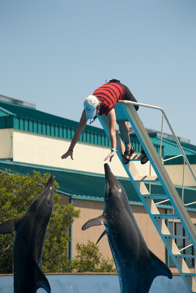  p>糙齿海豚(学名:steno bredanensis),体较粗壮,头圆锥形,吻突较长