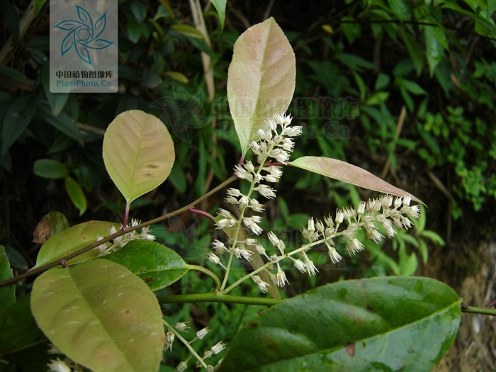  p>矩叶鼠刺(学名:itea oblonga hand.-mazz.