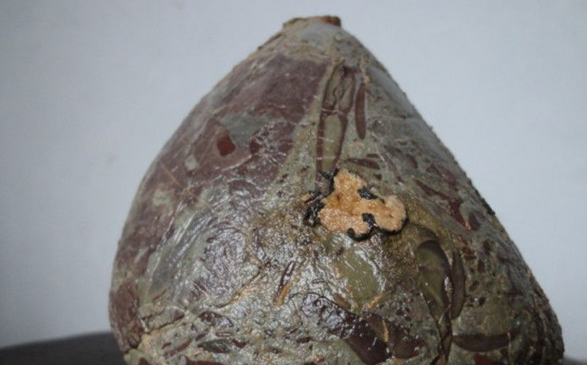  p>货币虫(nummulites) 古 a href="#" data-lemmaid="149803">无脊椎