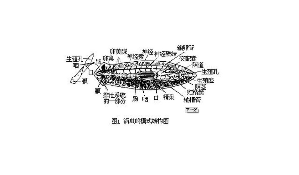 涡虫结构图 全网资源